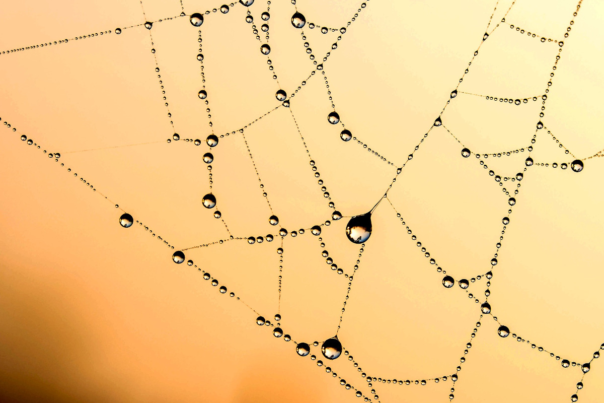 Spider Web representing various Internet and Intranet network of users.