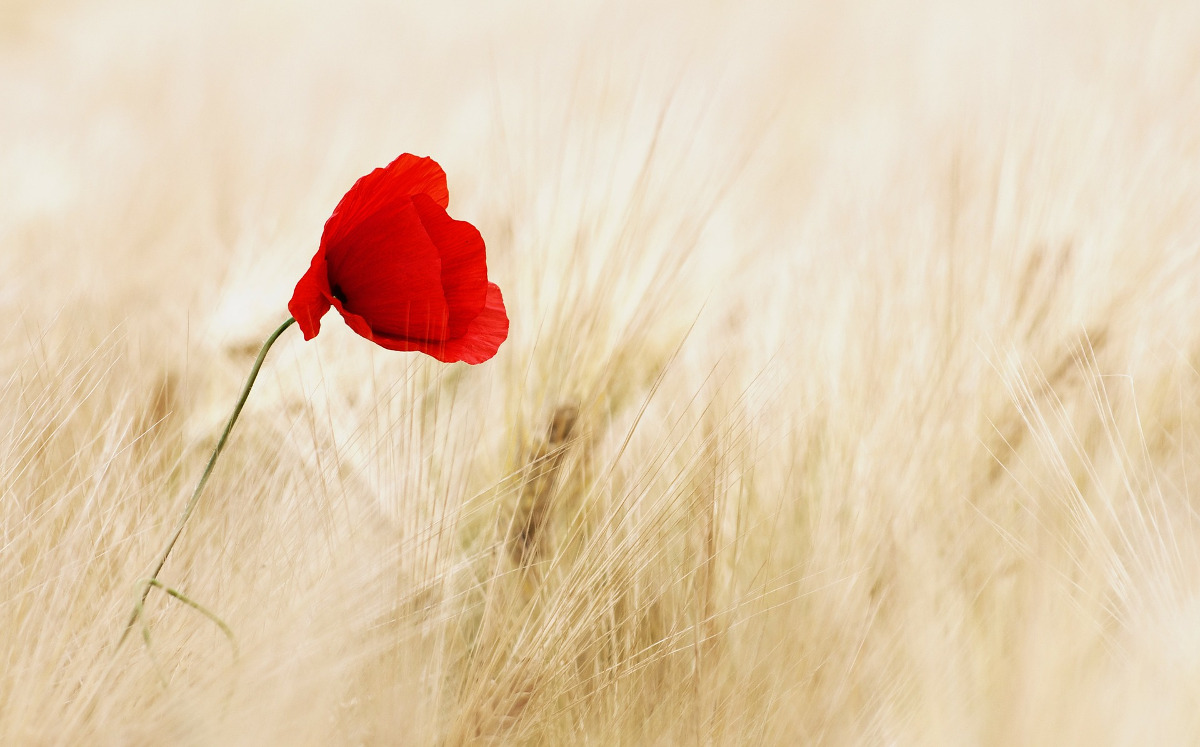 A Single Poppy in a field.