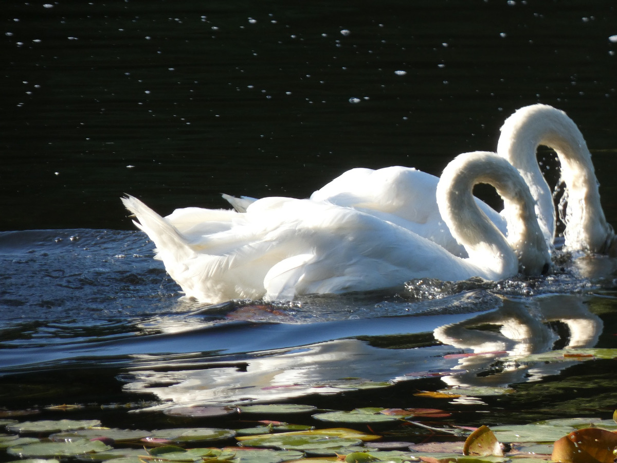 A couple of swans swimming together with their heads underwater.