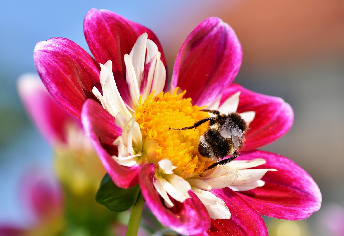 A bee extracting pollen from a flower