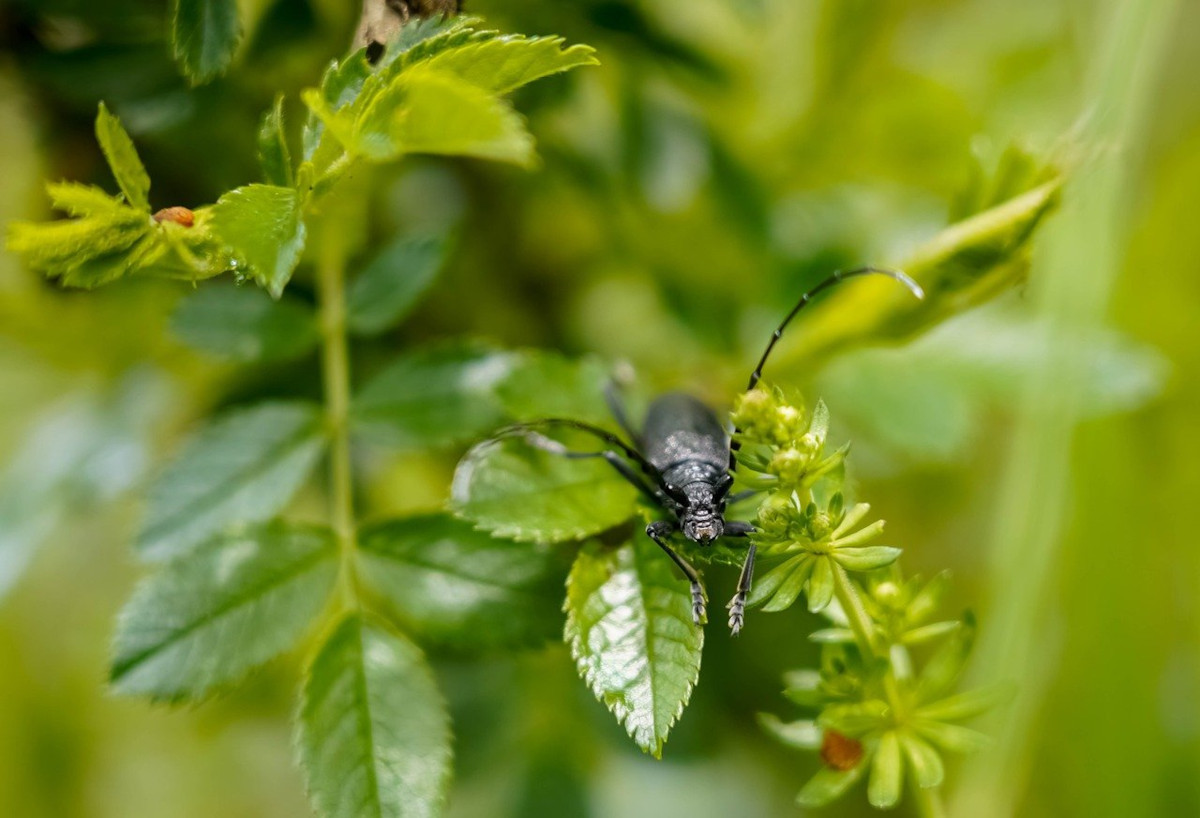 Beetle — tripwire includes a bug!